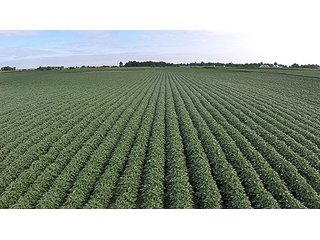 Property photo 2 - LAND AUCTION-166+/- ACRES OFFERED IN 4 TRACTS IN CASS COUNTY